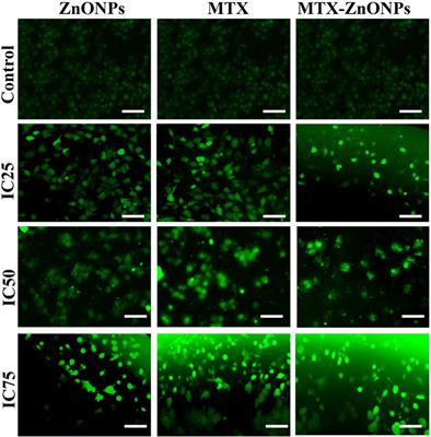 Corrigendum: Methotrexate-conjugated zinc oxide nanoparticles exert substantially improved cytotoxic effect on lung cancer cells by inducing apoptosis